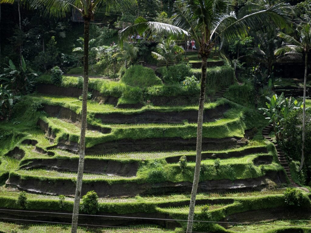 terrace landscape in bali