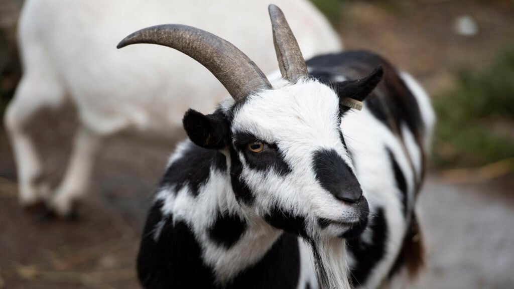 Animal management's goat