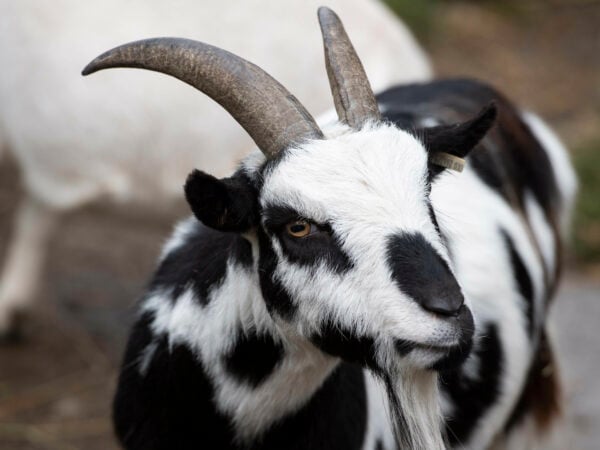 Animal management's goat