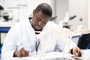 Science student studying a skeleton