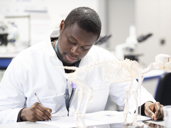 Science student studying a skeleton