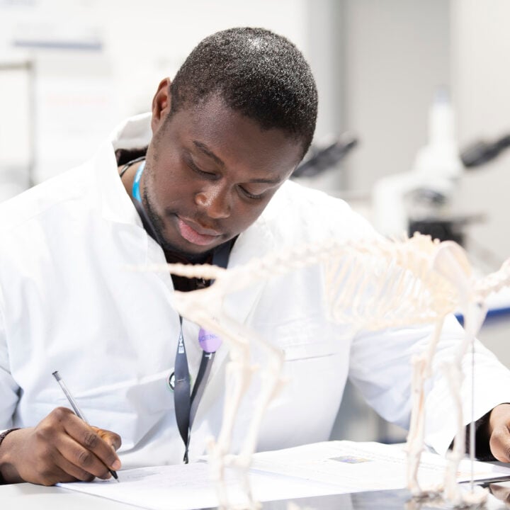 Science student studying a skeleton