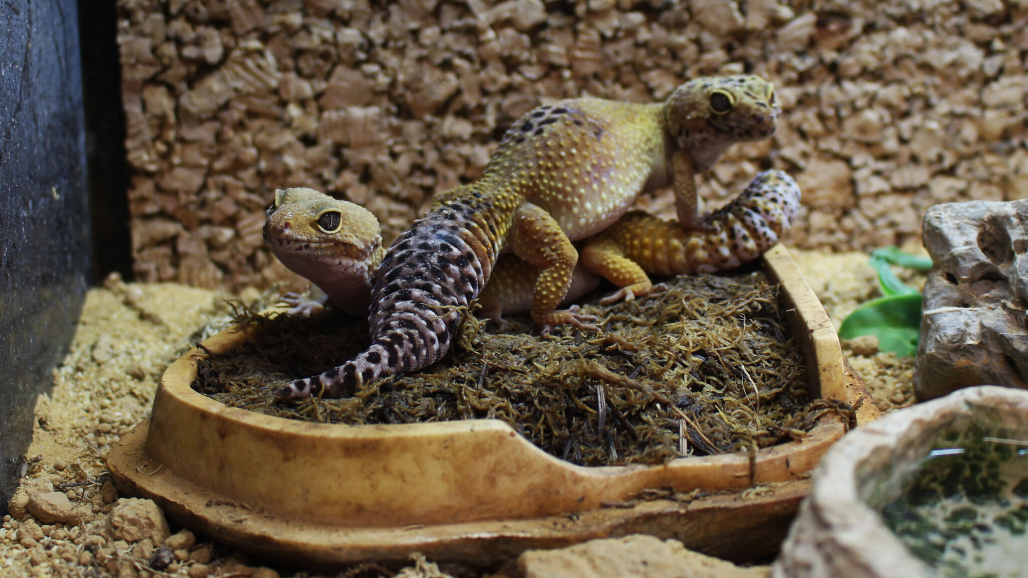 Meet the animals at Spring Lane - Canterbury College