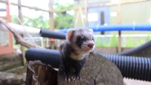 Ferret