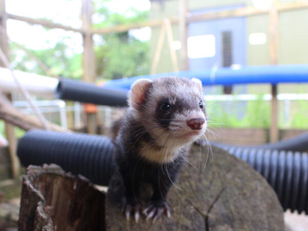 Ferret