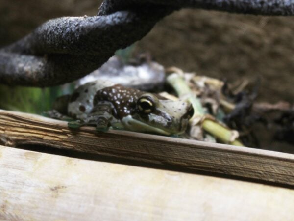 Mission Golden-Eyed Tree Frog (Milk Frogs)