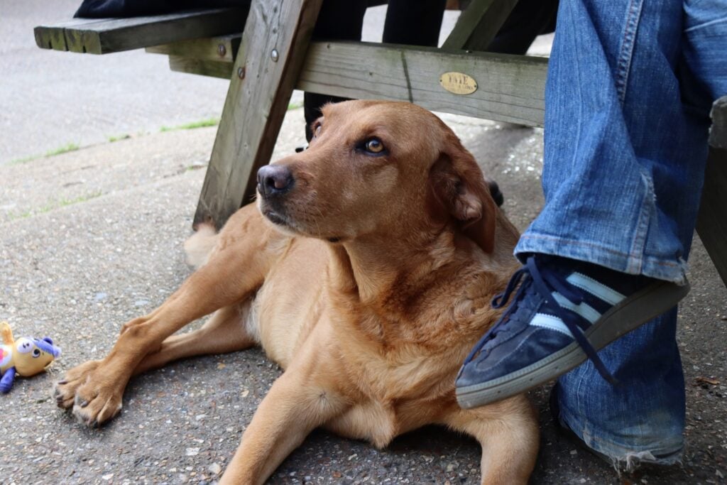 a dog visiting Solley's Ice Cream
