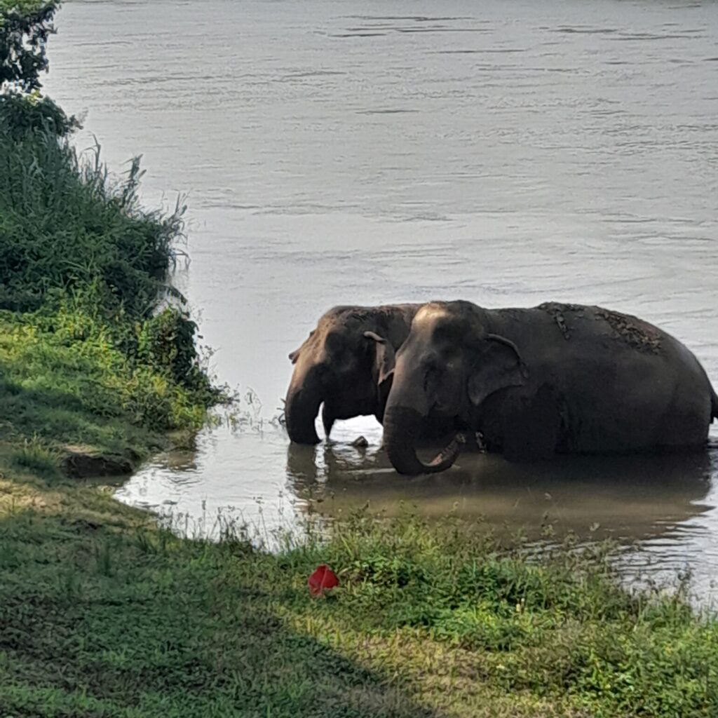 elephants in Thailand